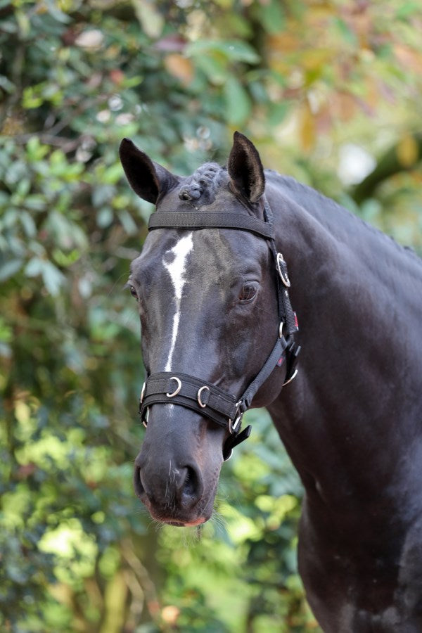 Longierhalfter weich unterlegt schwarz