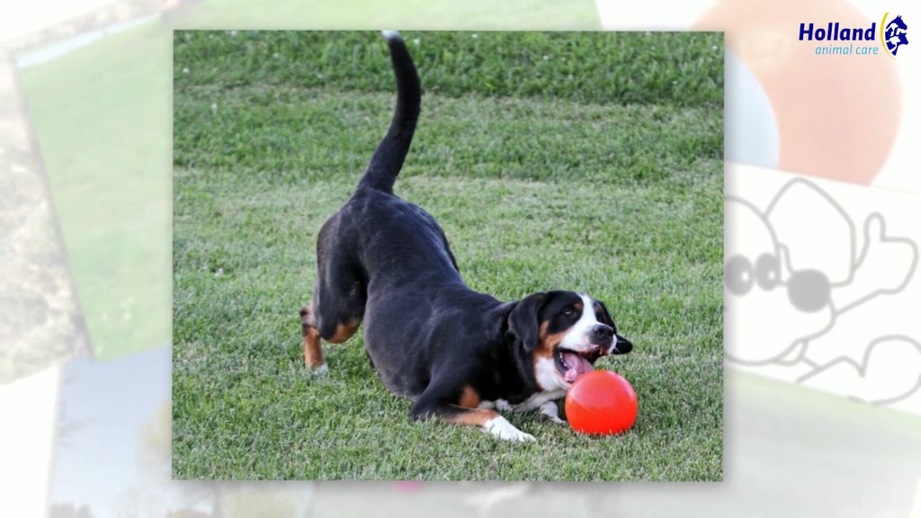 Jolly Bounce-n Play Rot L (20 cm)
