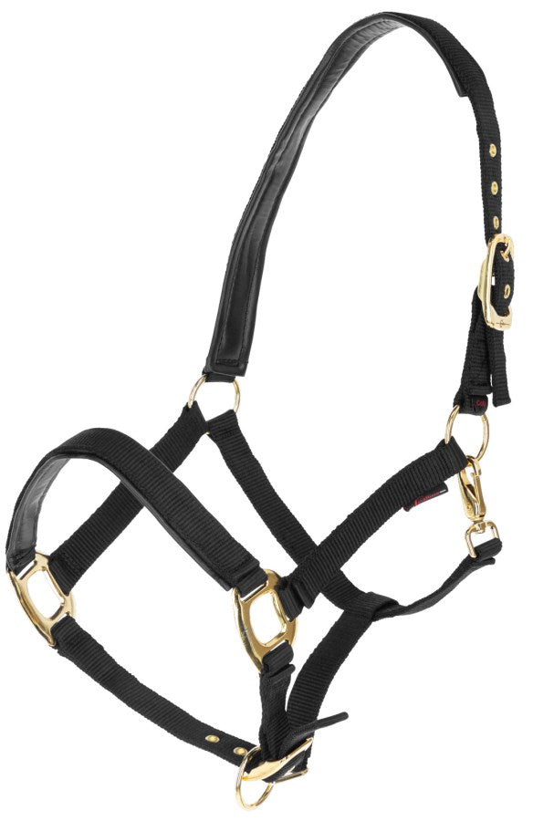 Gepolstertes Halfter mit goldfarbenen Schnallen schwarz-gold,