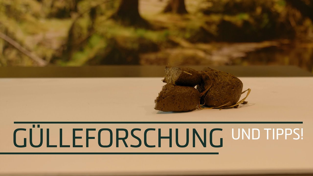 Sand-Away für Pferde – Psyllium zur Unterstützung der Darmfunktion & Entfernung von Sand im Darm | 6 × 200 g