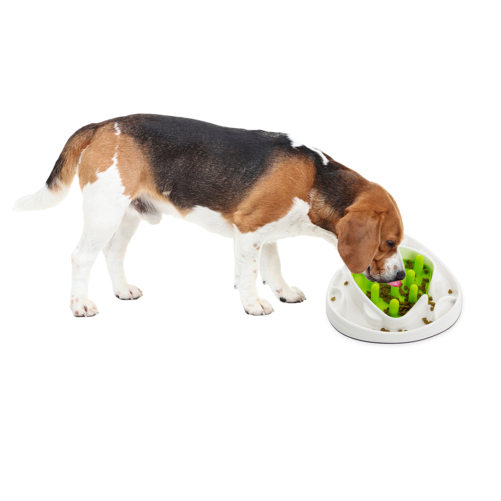 AFP Interactives - Food Maze