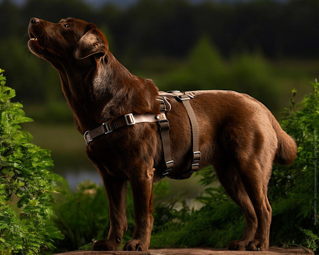 Anti-Stress-Geschirr STURMFREI® Saver für mittlere und große Hunde