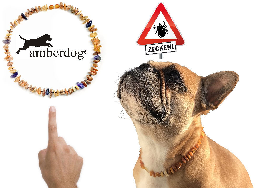 Hunde Bernsteinkette Amethyst - TierVita