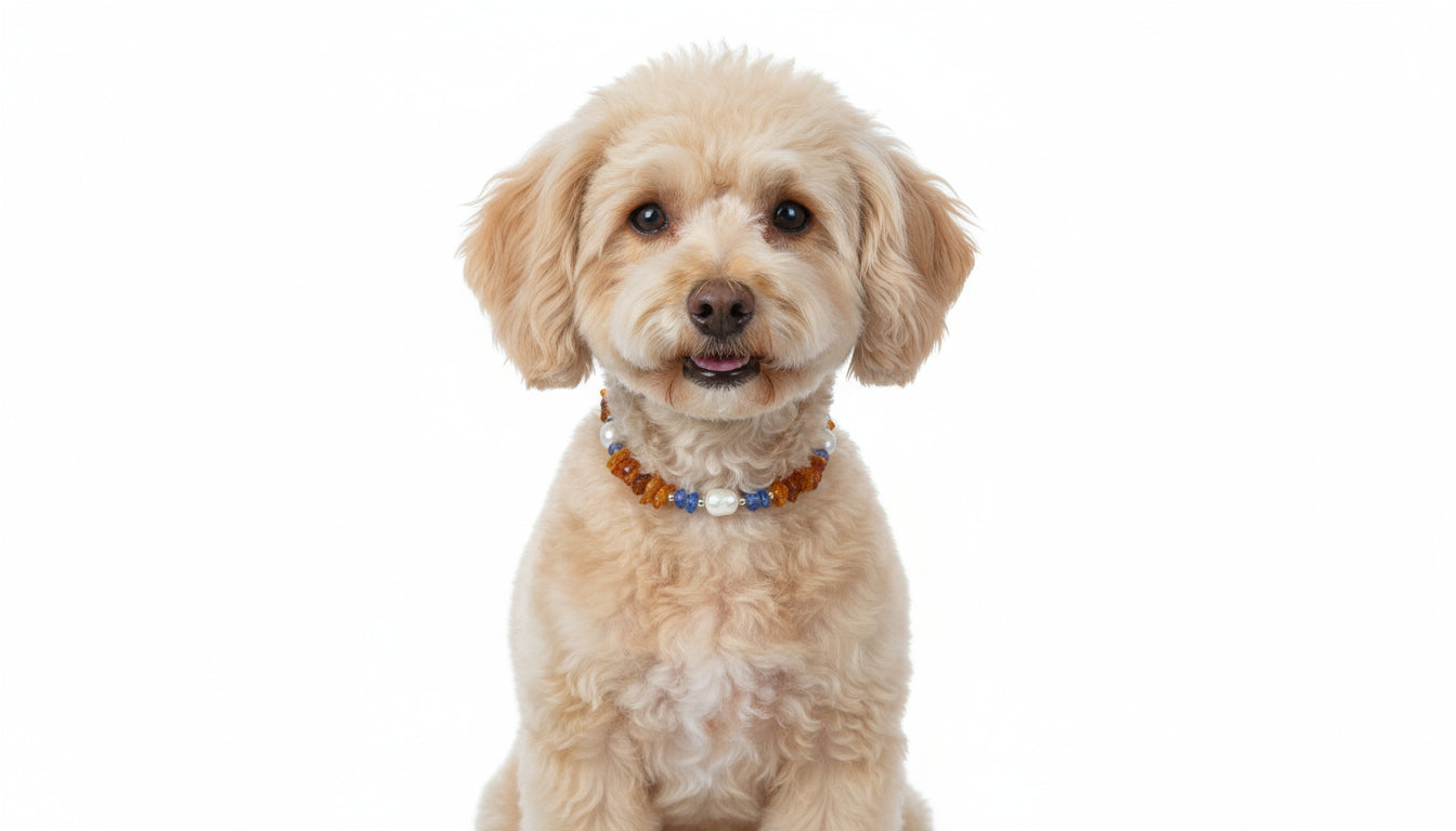 Bernsteinkette Hund mit Blauquarz und Muscheln Länge 22cm - TierVita