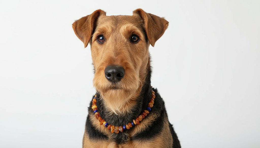 Hunde Bernsteinkette Lapislazuli - TierVita