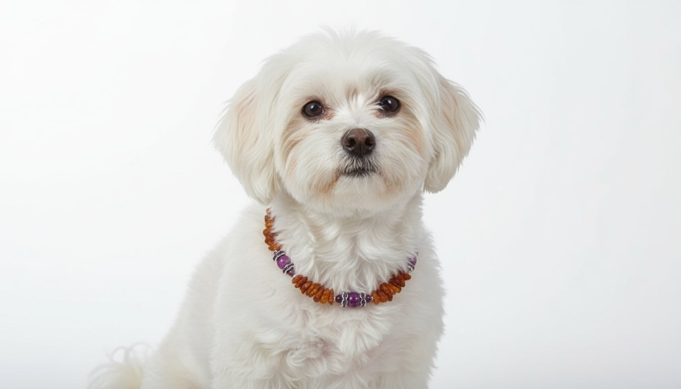 Bernsteinkette für den Hund mit Sugilith Länge 24cm - TierVita