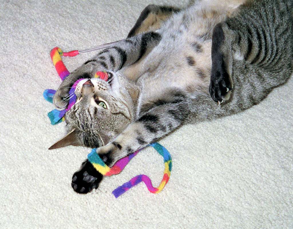 Cat Dancer Cat Charmer