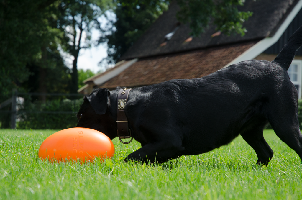 Dog Comets Pan-Stars Orange M
