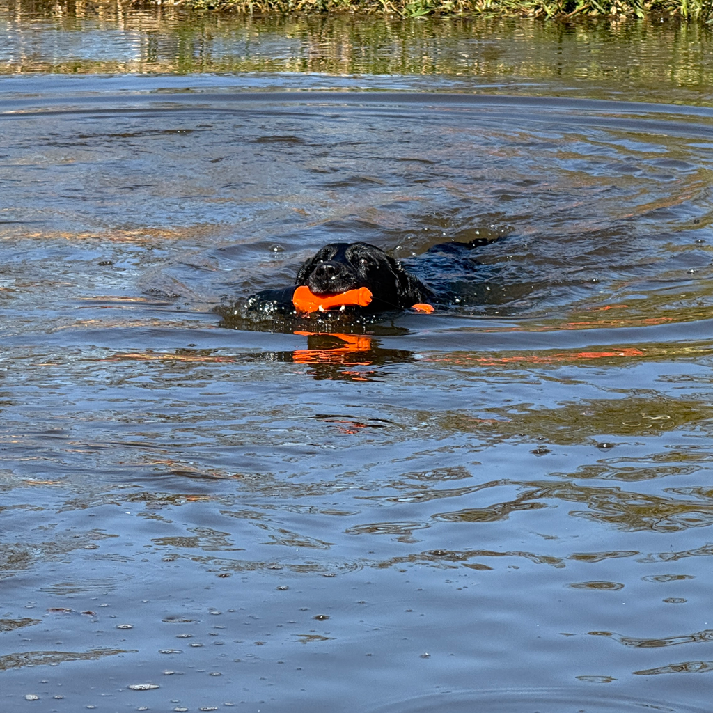 Dog Comets Bobber Rosa