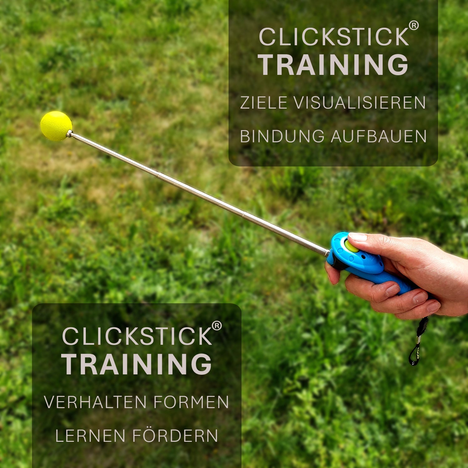 ASCO ClickStick - Target Stick mit abnehmbarem Premium Clicker - Target Stab für Hunde Katzen Clickertraining - Targetstick ausziehbar mit extra Klicker - Targetstab für Target-Training - TierVita