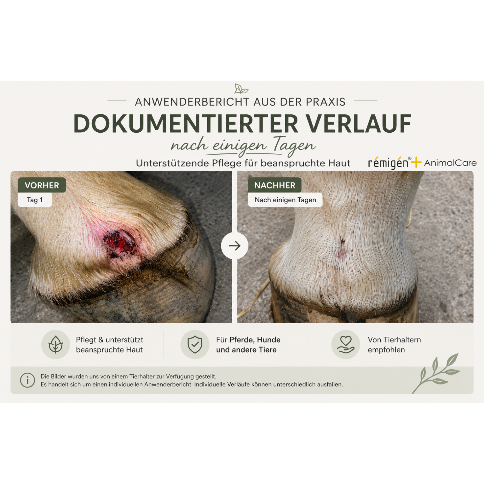 Rémigen+ AnimalCare – Dokumentierter Verlauf: Vorher/Nachher Anwenderbericht beanspruchte Haut beim Pferd nach einigen Tagen