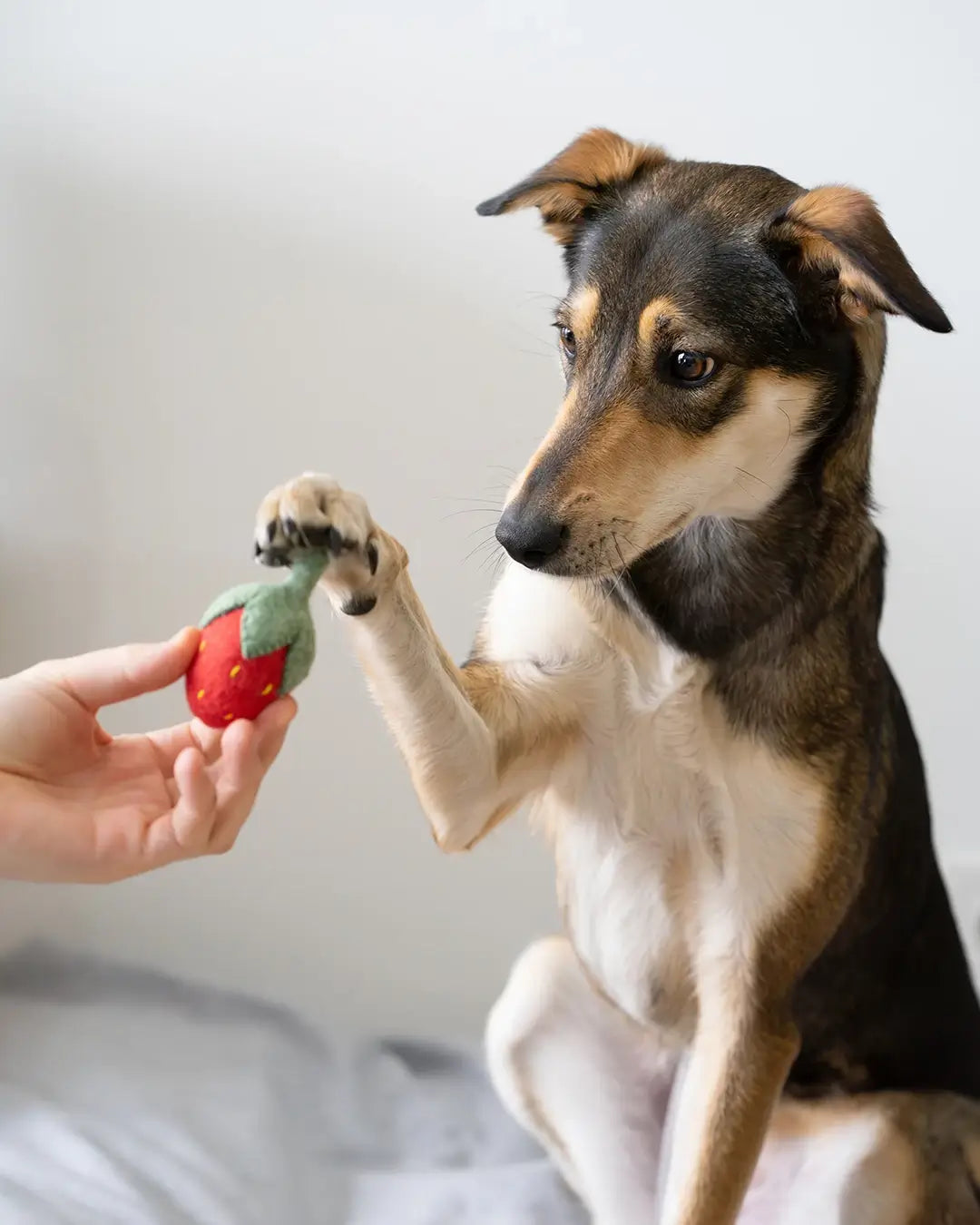 BUDDY. Hundespielzeug aus Wollfilz "Erdbeere" - TierVita