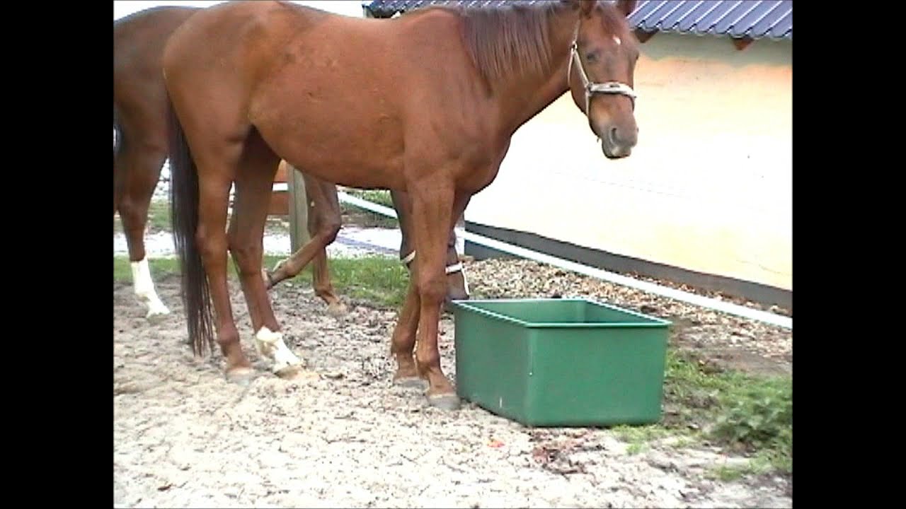 OK Plast Weidetrog 200 l