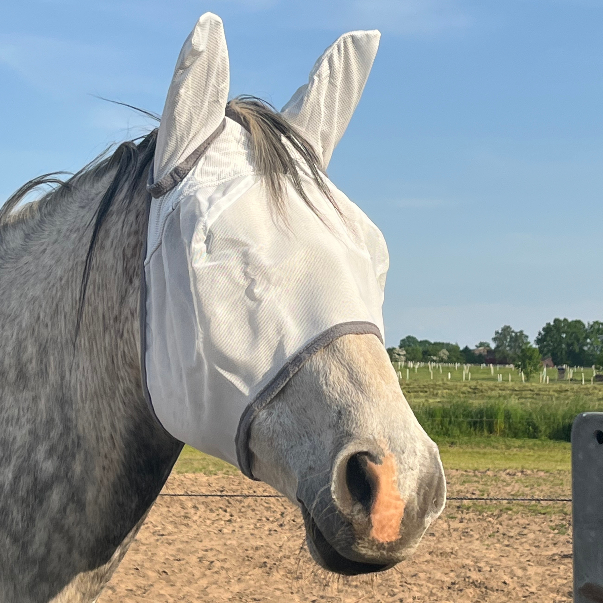 Fliegenmaske Fliegenohren Fliegenschutz für Pferde - TierVita