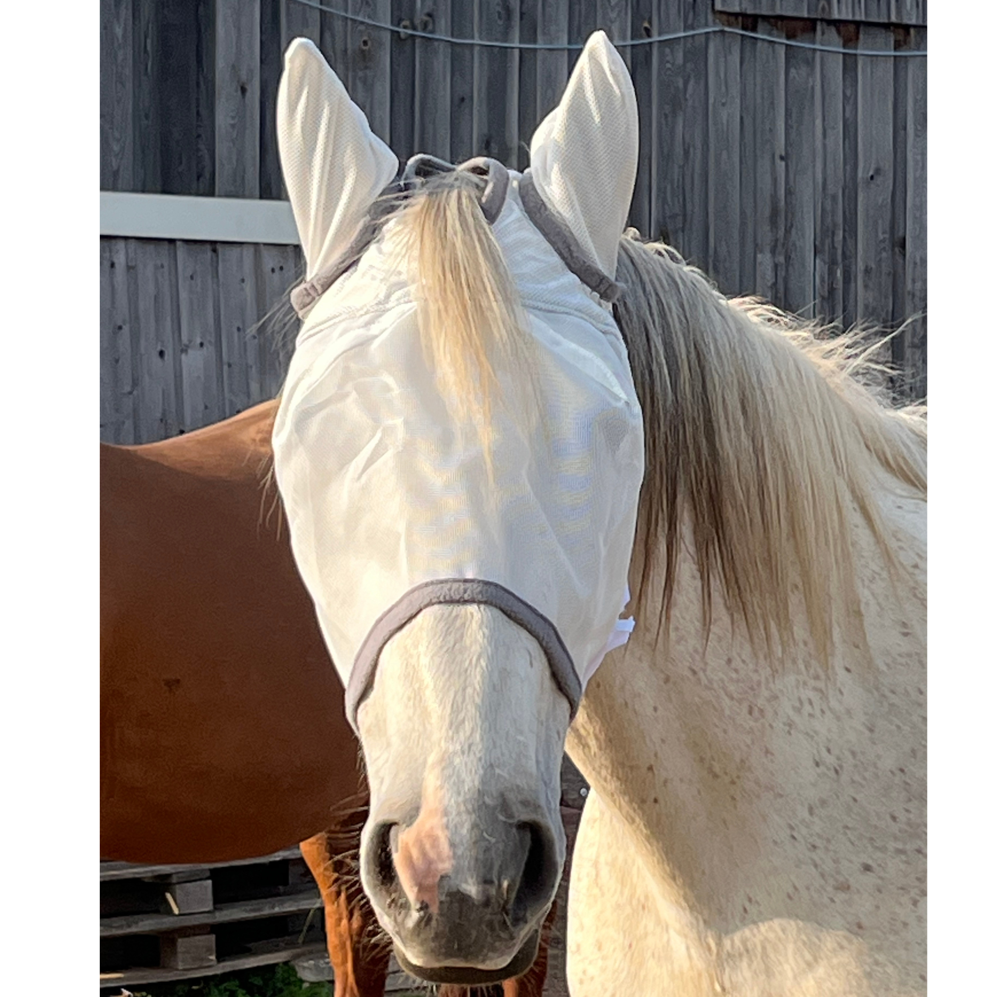 Fliegenmaske Fliegenohren Fliegenschutz für Pferde - TierVita
