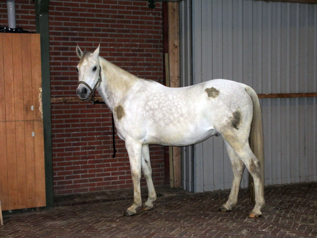 Excellent Horse Hi Gloss Clean Spray 500 ml – Fellpflege ohne Waschen