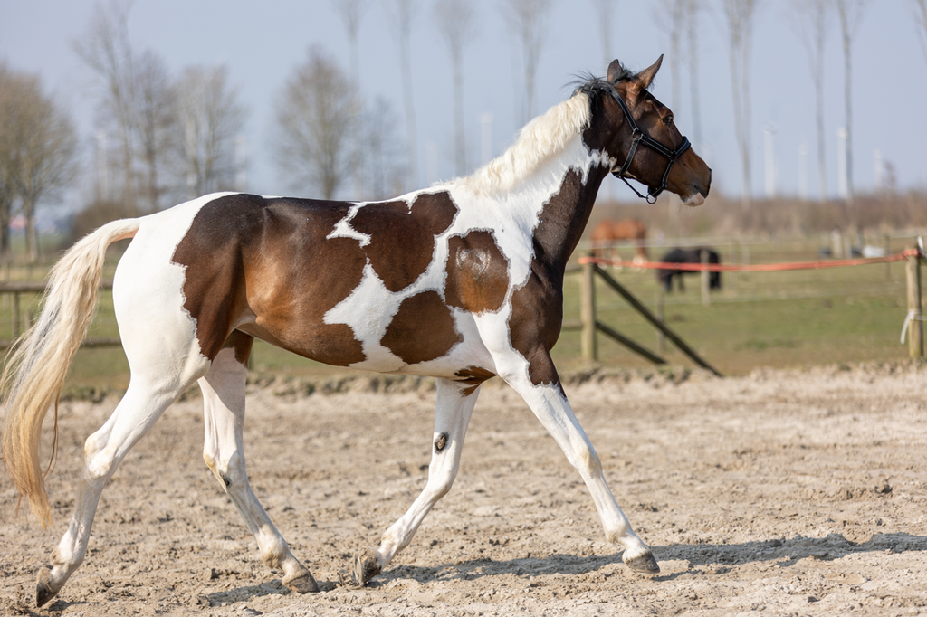 Excellent Horse Hi Gloss Glitter Spray Turquoise 250 ml
