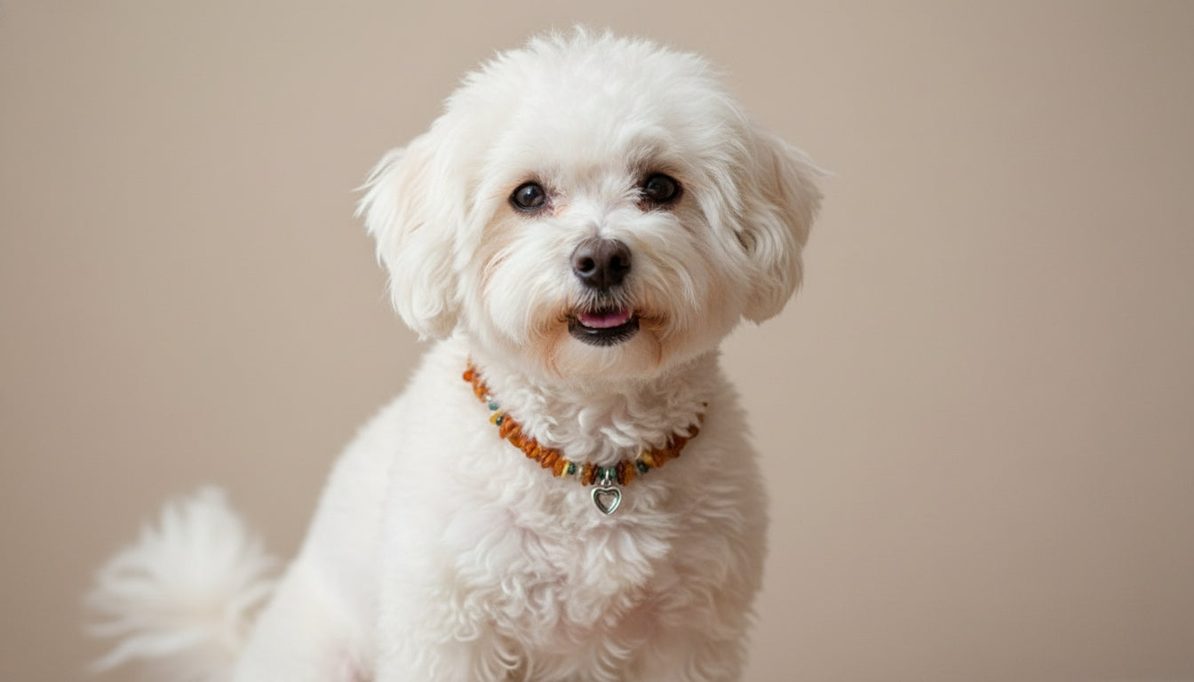 Hunde Bernsteinkette Edelsteinmix mit Herzchen 27cm Länge - TierVita