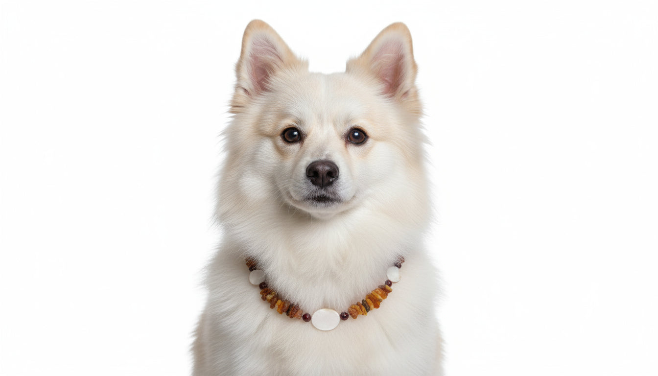 Hunde Bernsteinkette mit Jaspis und Muscheln Länge 39cm - TierVita