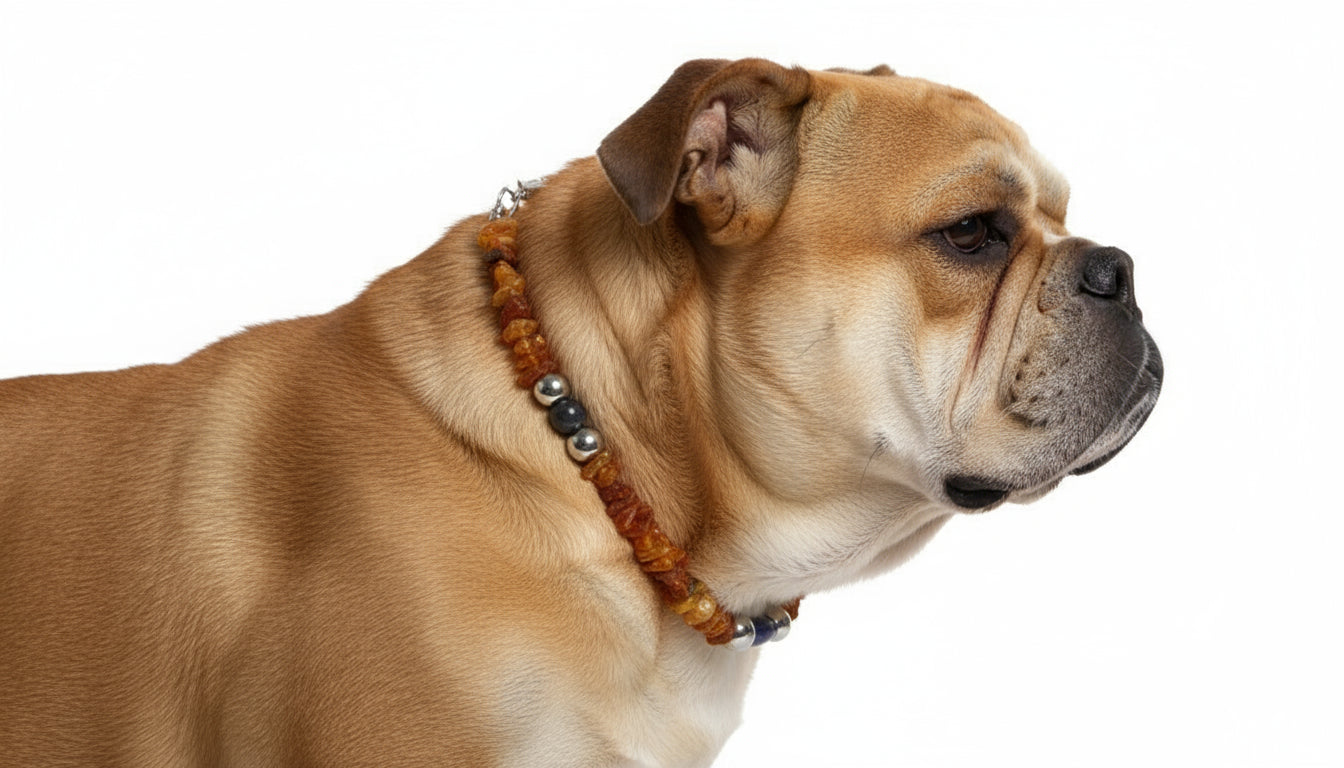 Hunde Bernsteinkette mit Lapislazuli Länge 40cm - TierVita
