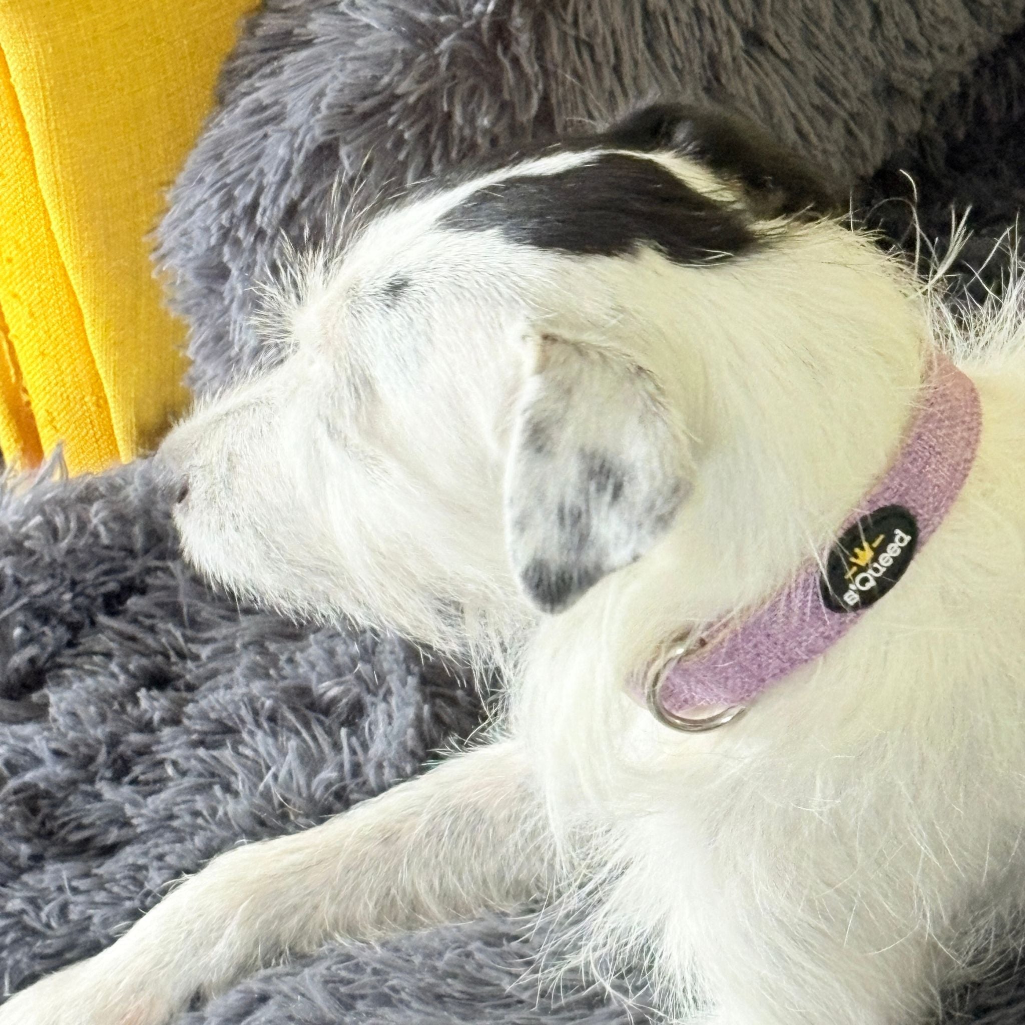 Hundehalsband-Set "Hempy" - Halsband + Leine + gravierte Hundemarke - TierVita