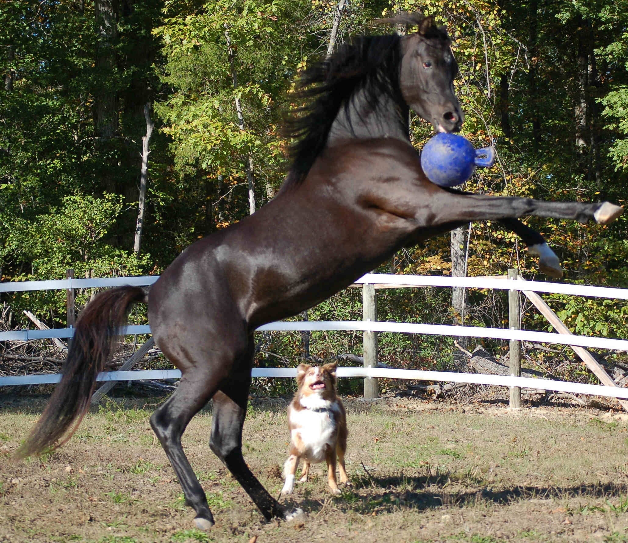 Jolly Ball Pfefferminz