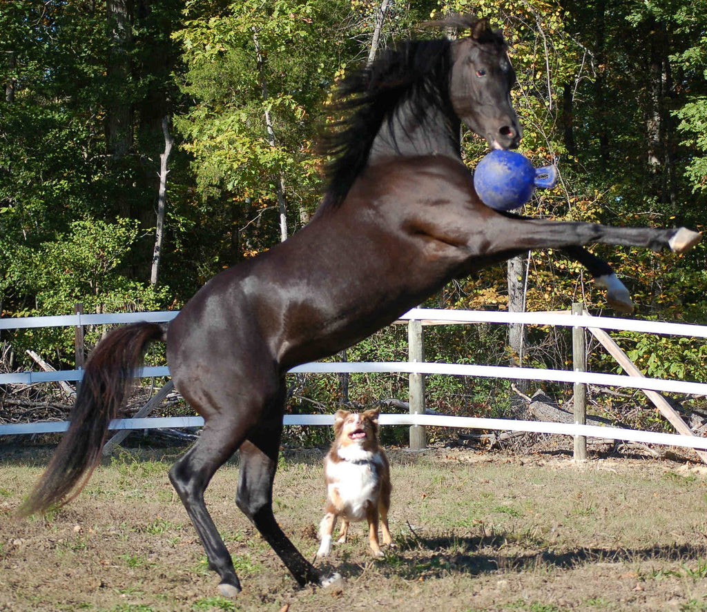 Jolly Ball Dual Blau