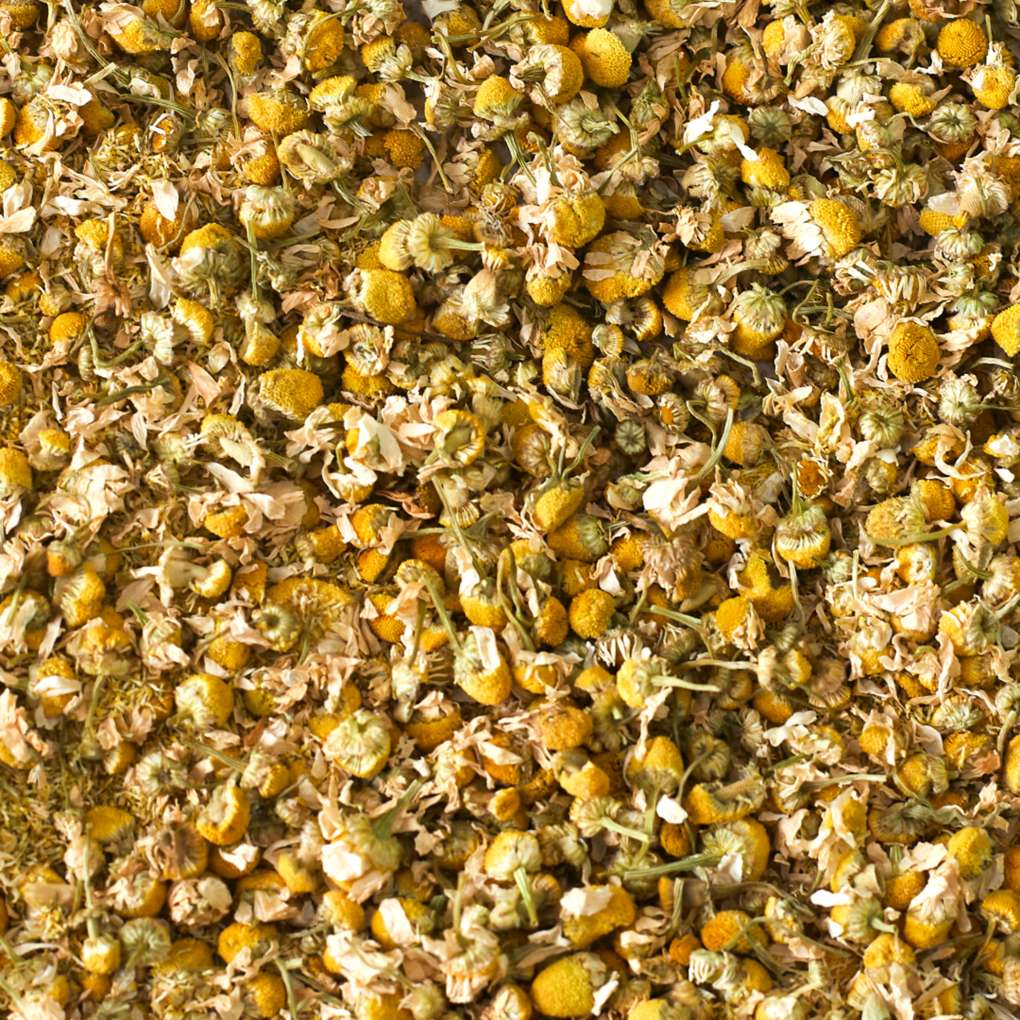 Kamille Pferd 1kg ganze Blüte