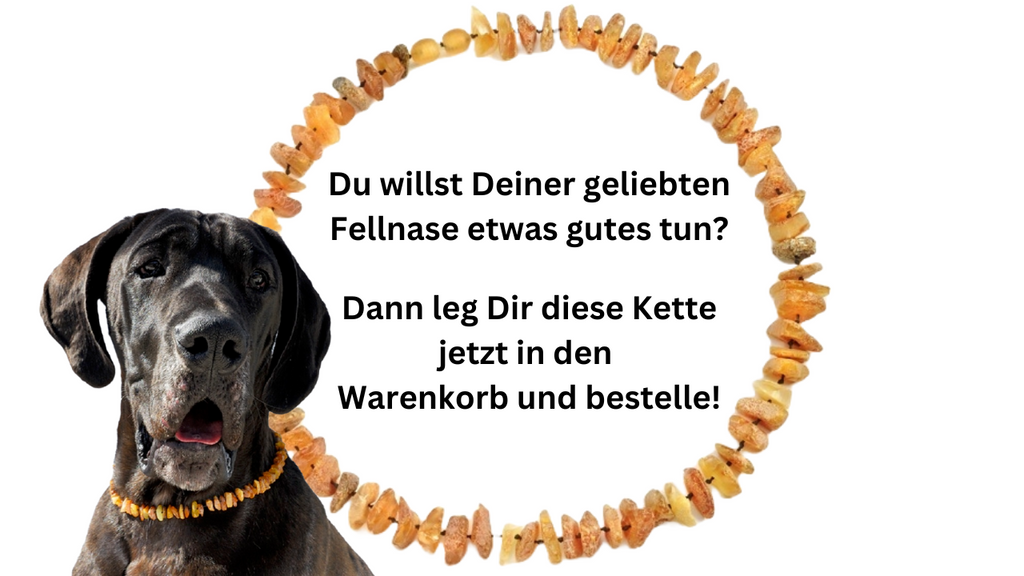 Hunde Bernsteinkette Sonne - TierVita