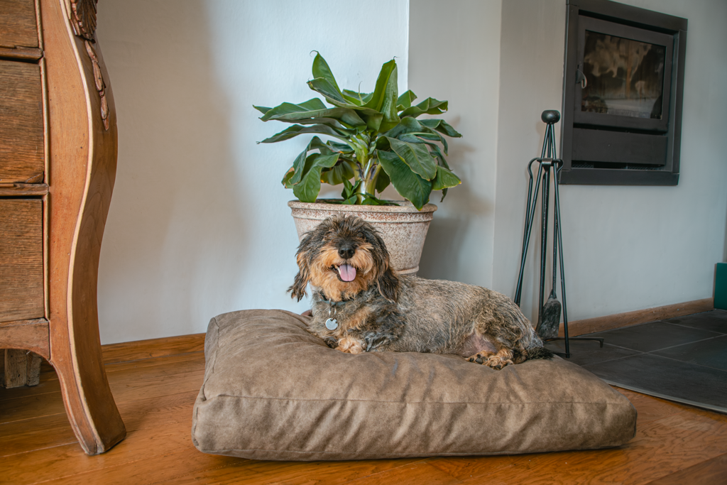 Let's Sleep Plush Pillow Hundebett M Cognac