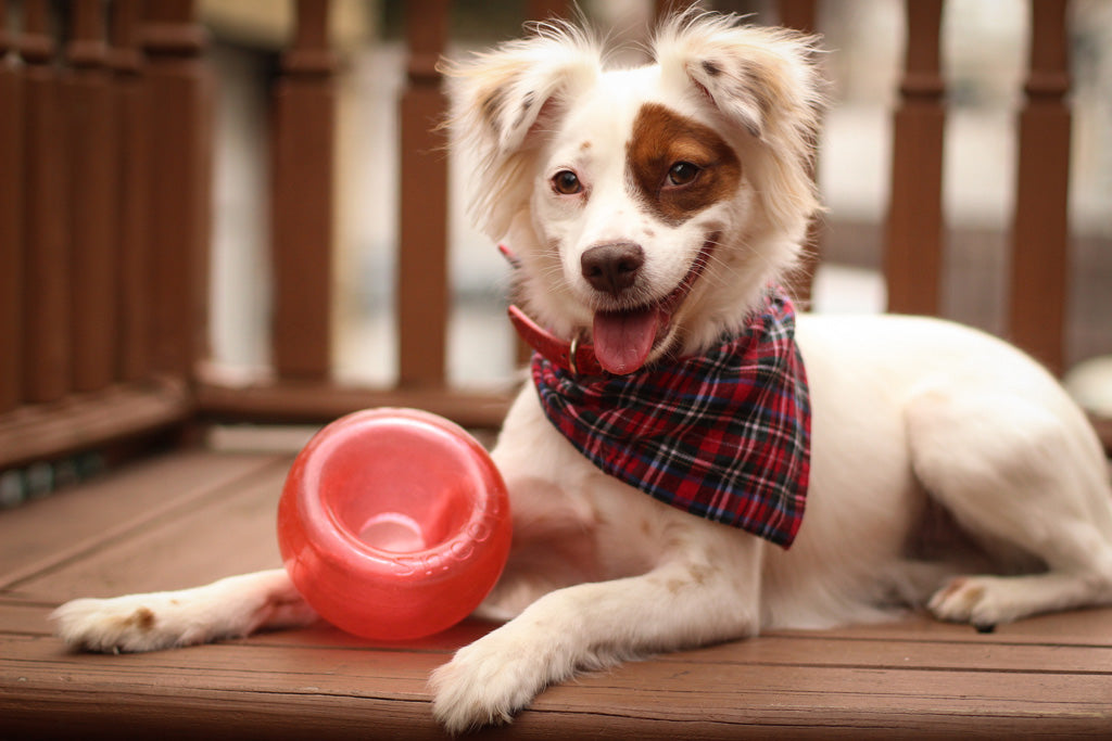 Outward Hound Orbee-Tuff Snoop S Rot (Lil' Snoop)