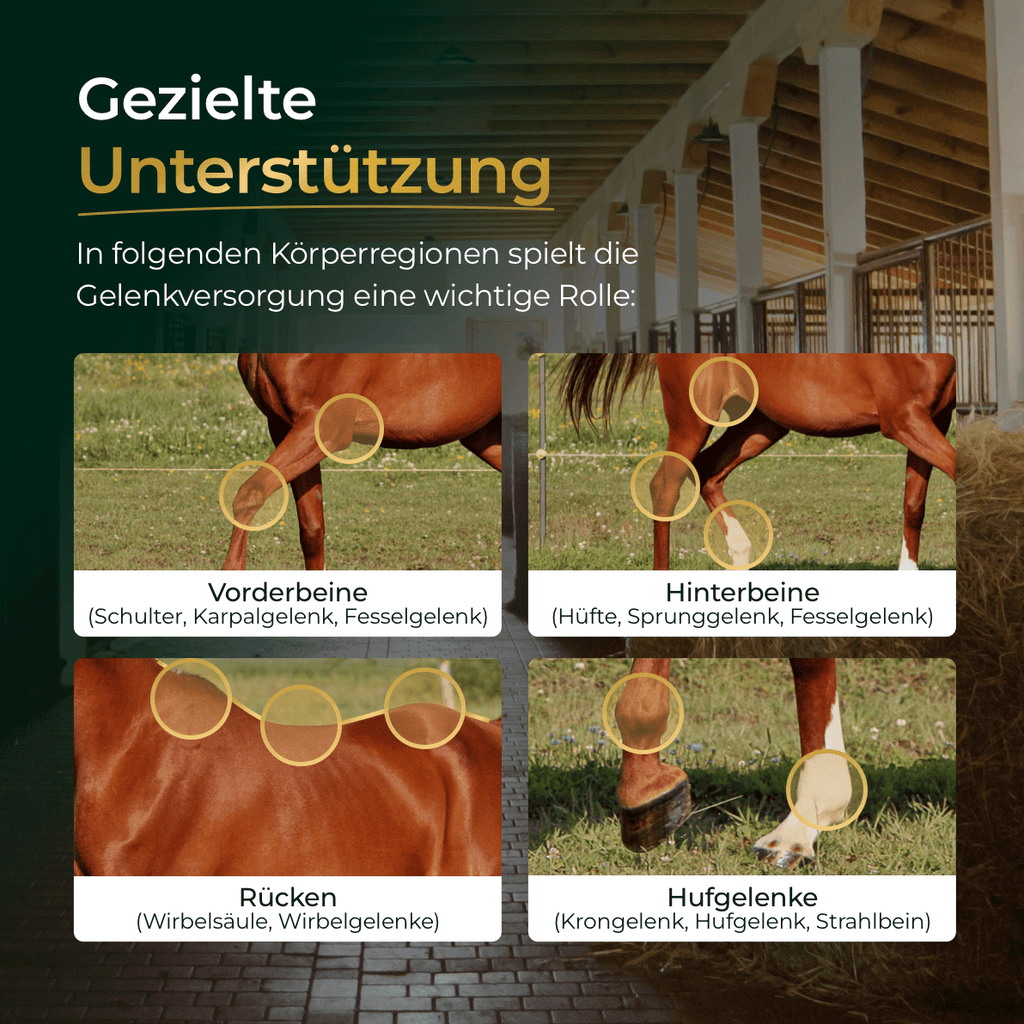 Pferdegold® Gelenke+ 2.0 – Gelenknahrung für Pferde mit Omega 3