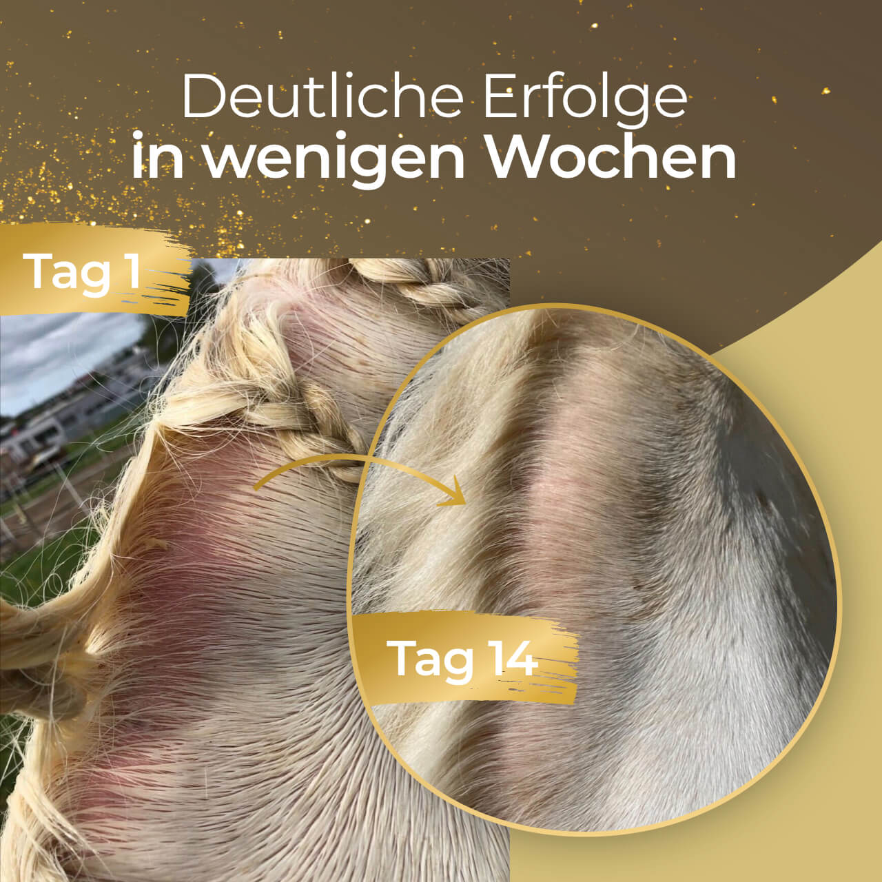 Pferdegold® Haut & Fell Spray – Fellpflege-Spray für Pferde 1 L