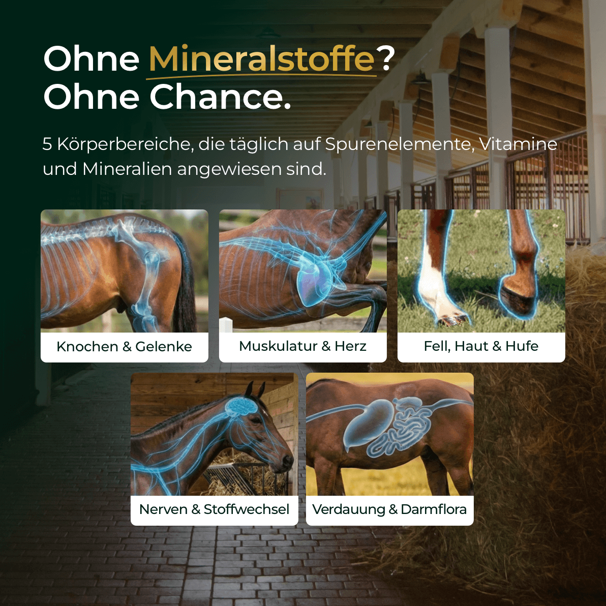 Pferdegold® Mineral 2.0 – Mineralfutter für Pferde mit Spurenelementen & Omega 3
