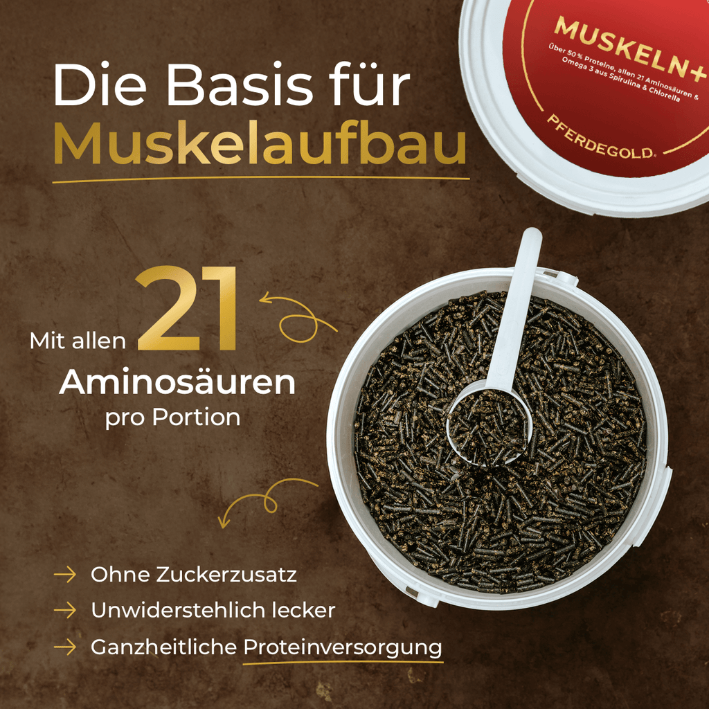 Pferdegold® Muskeln+ 2.0 – Muskelaufbau-Ergänzung für Pferde mit pflanzlichen Proteinen