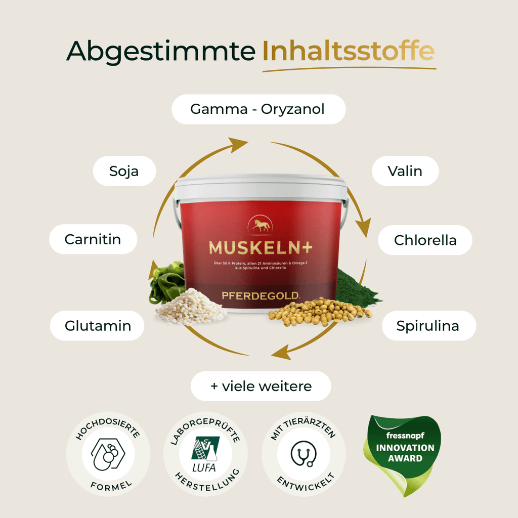 Pferdegold® Muskeln+ 2.0 – Muskelaufbau-Ergänzung für Pferde mit pflanzlichen Proteinen