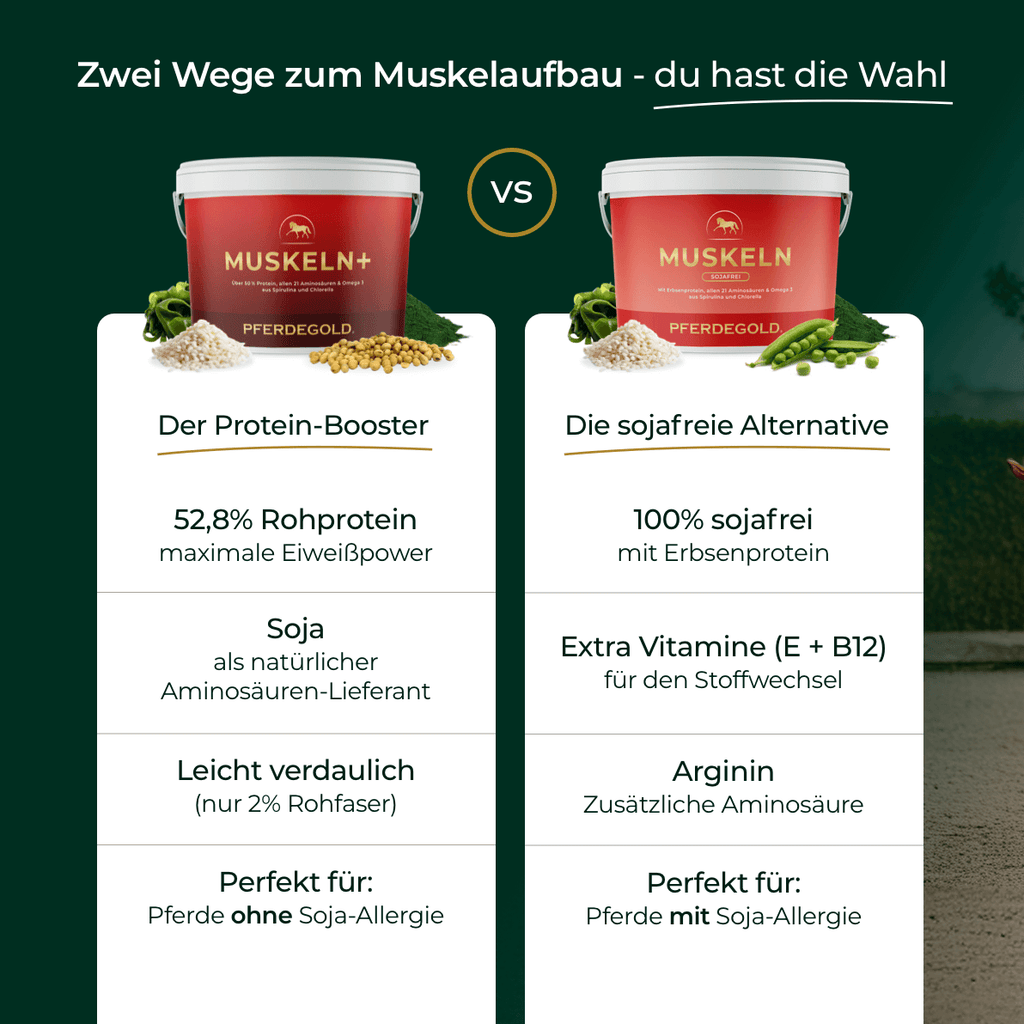 Pferdegold® Muskeln+ 2.0 – Muskelaufbau-Ergänzung für Pferde mit pflanzlichen Proteinen