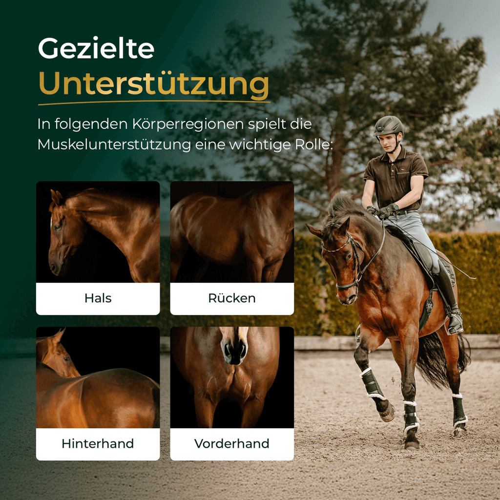 Pferdegold® Muskeln 2.0 Sojafrei – Muskelaufbau-Ergänzung für Pferde 1,5 kg