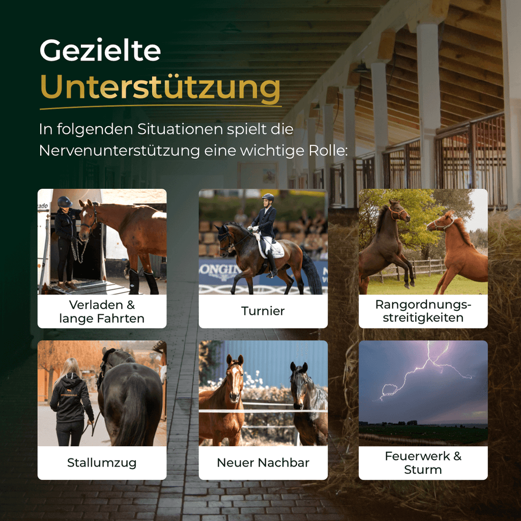 Pferdegold® Nerven+ mit Tryptophan – Ergänzung für nervöse Pferde