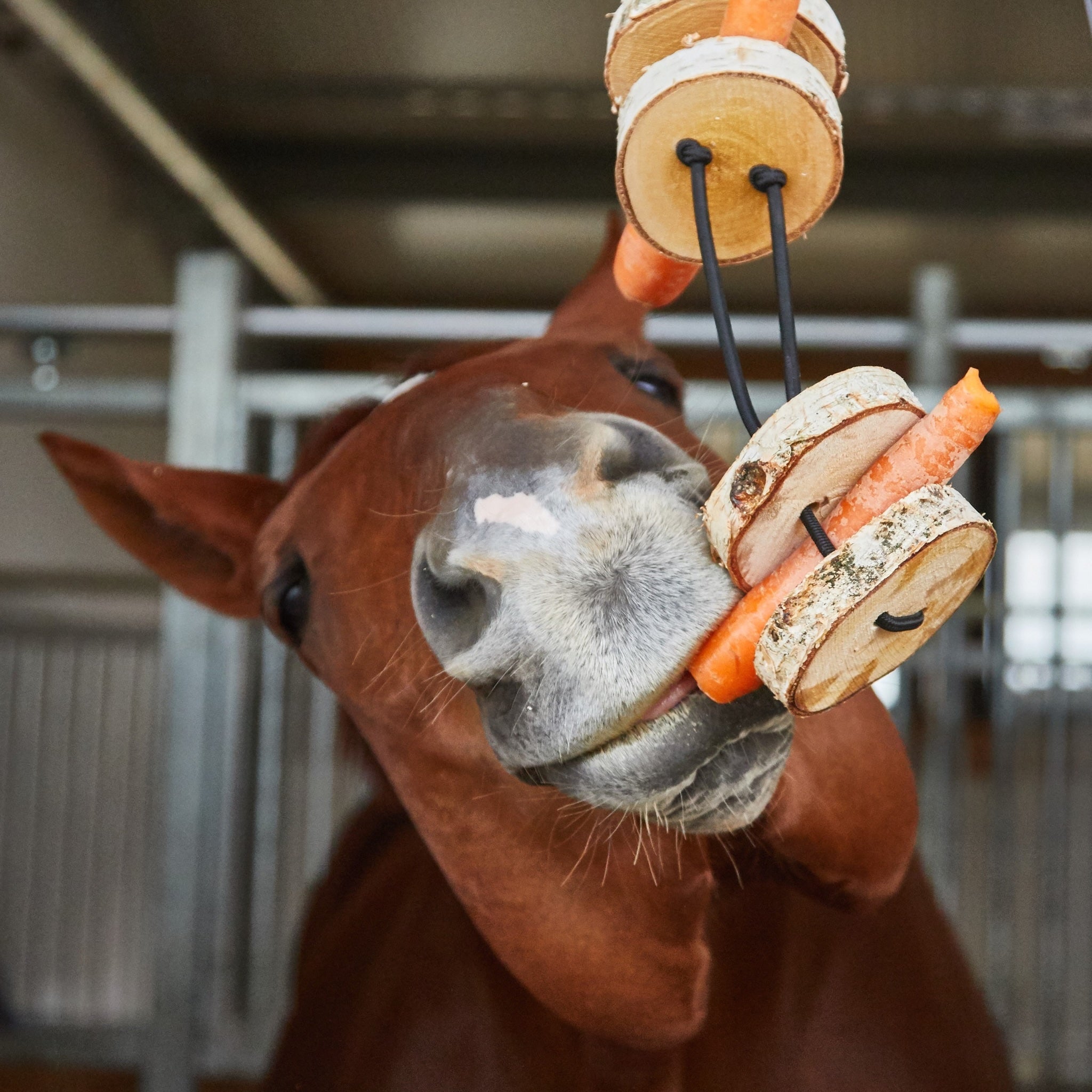 Pferdespielzeug Möhren-Tarzan – Spielzeug für Pferde gegen Langeweile – Pferdebeschäftigung - TierVita