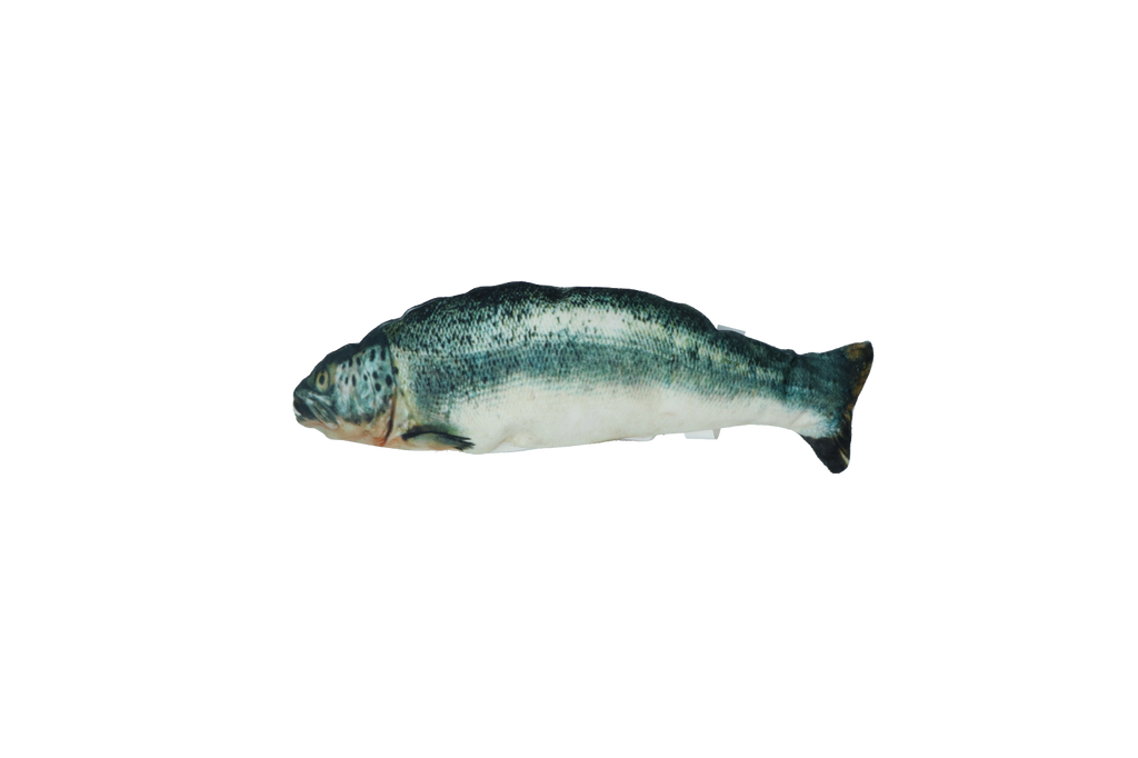 Robocat Fish Lachs