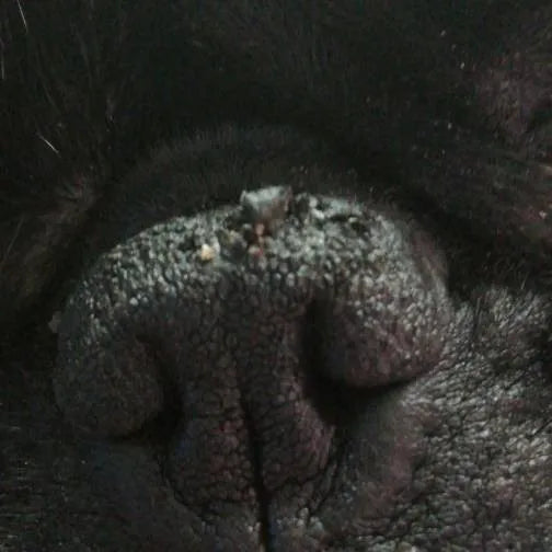 Nasenbutter Pflegestift