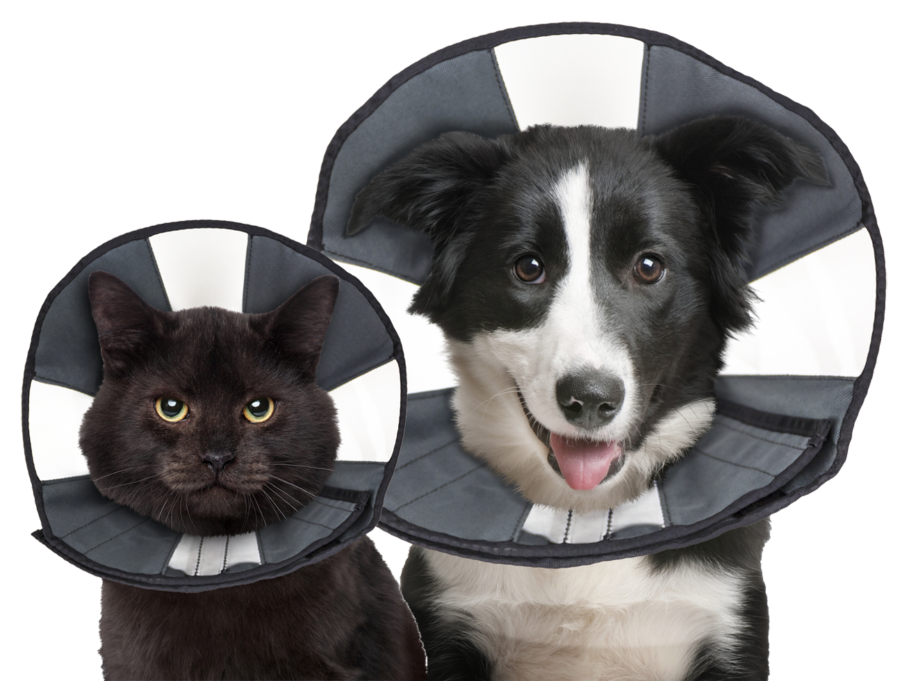Halskrause ProCone M für Hunde – Zenpet