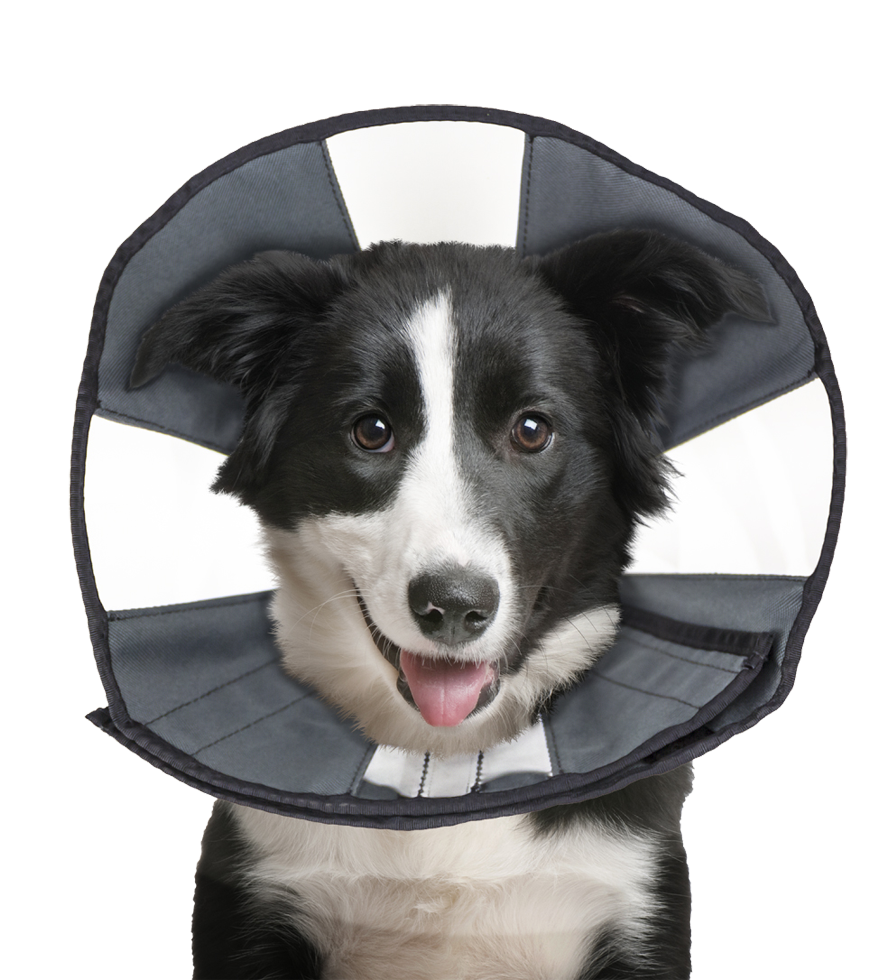 Halskrause ProCone L für Hunde – Zenpet