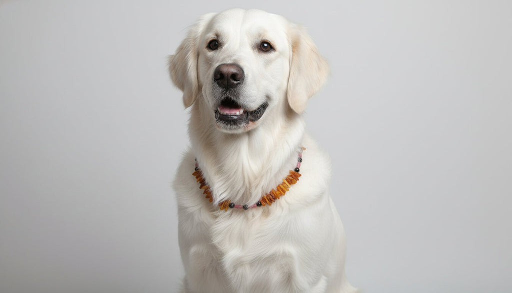 Bernsteinkette für den Hund mit Rhodonit Länge 49cm - TierVita