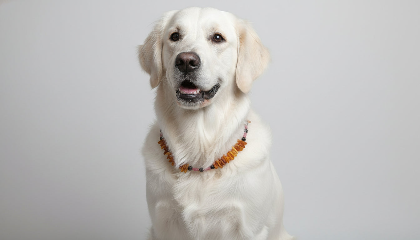 Bernsteinkette für den Hund mit Rhodonit Länge 49cm - TierVita