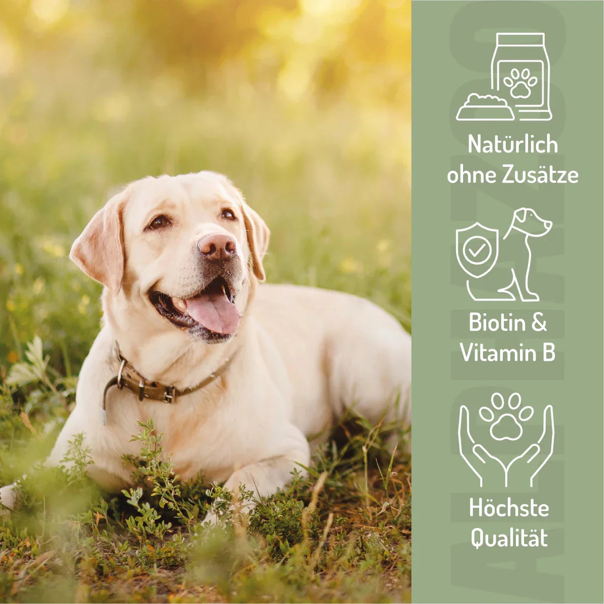 Bierhefe Pulver für Hunde & Katzen – natürliche B-Vitamine & Biotin für Fell & Haut