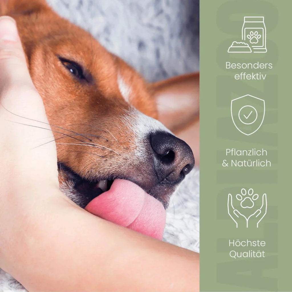 Darmonie Liquid für Hunde – Leinöl mit Wermut, Thymian & Aloe Vera