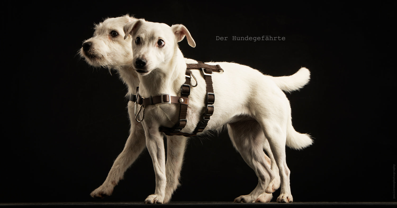 Anti-Stress-Geschirr STURMFREI®, Größe XS