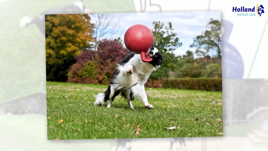Jolly Tug-n-Toss Rot L (20 cm)